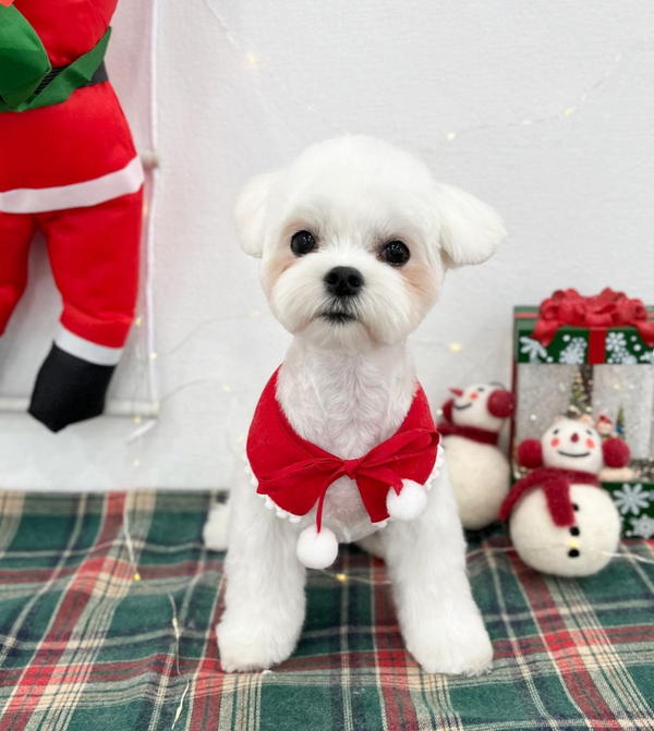 🐶❤️🐶 This pup is very ready for Christmas! 🐶❤️🐶 