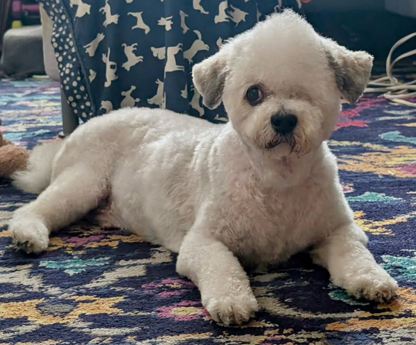 🐶❤️🐶 Why do dog grooming hammocks work? 🐶❤️🐶