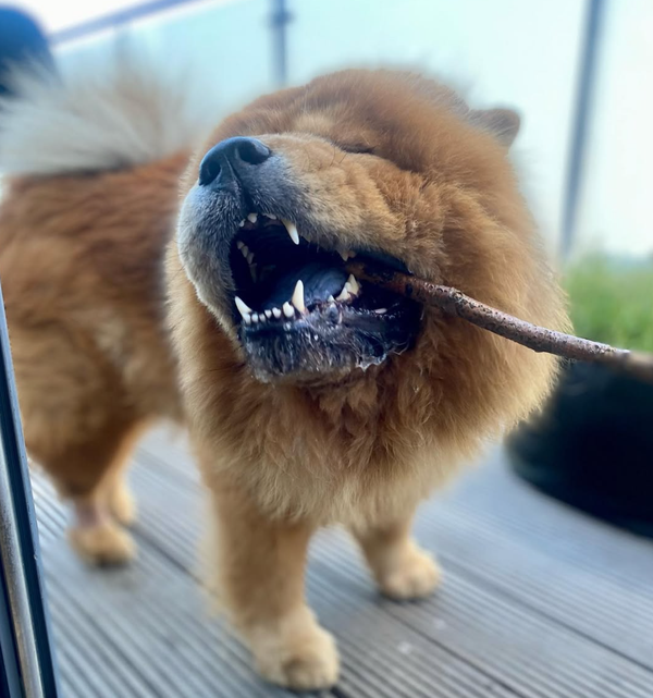 🐶❤️🐶 Why do dogs pick up sticks? 🐶❤️🐶  