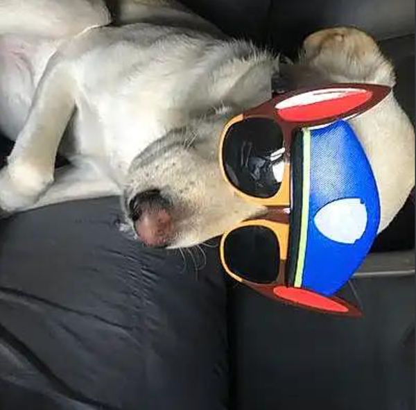 🐶❤️🐶 Happy Howl-o-ween! 🐶❤️🐶  