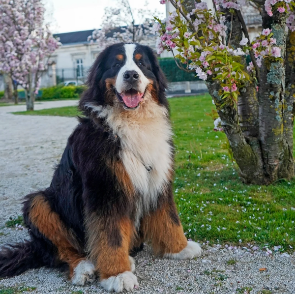 🐶❤️🐶 Furlosophers: How Dogs Nurture Kindness in Kids 🐶❤️🐶 