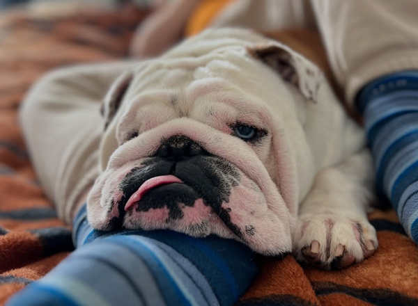 🐶❤️🐶 Why do dogs steal your spot if you get up? 🐶❤️🐶 