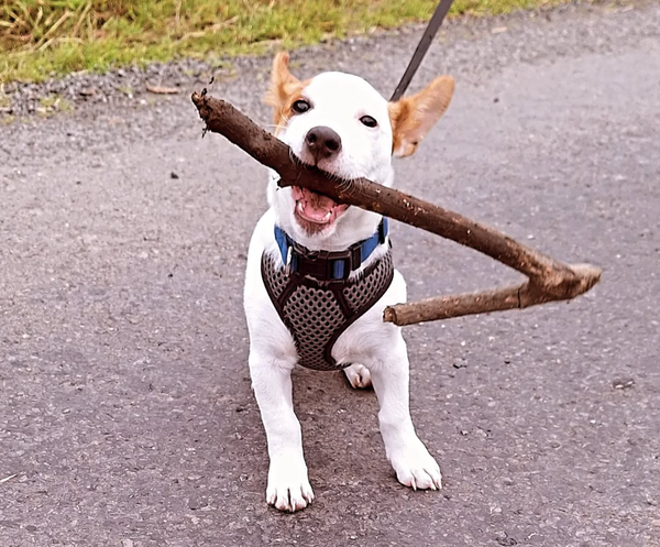 🐶❤️🐶 Why Do Dogs Like to Pick Up Sticks? 🐶❤️🐶 