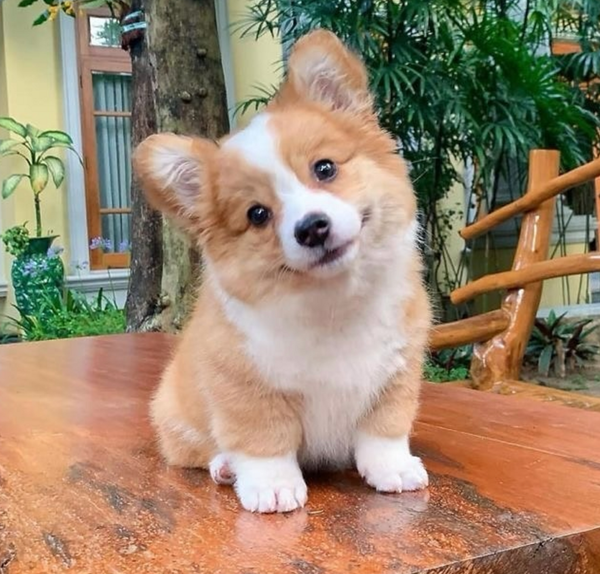 🐶❤️🐶 This puppy is guaranteed to make you smile! 🐶❤️🐶 