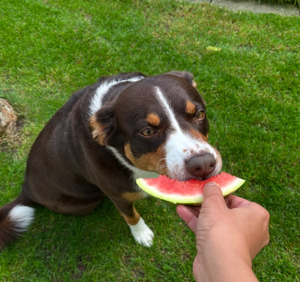 🐶❤️🐶 What fruits are safe for dogs? 🐶❤️🐶 