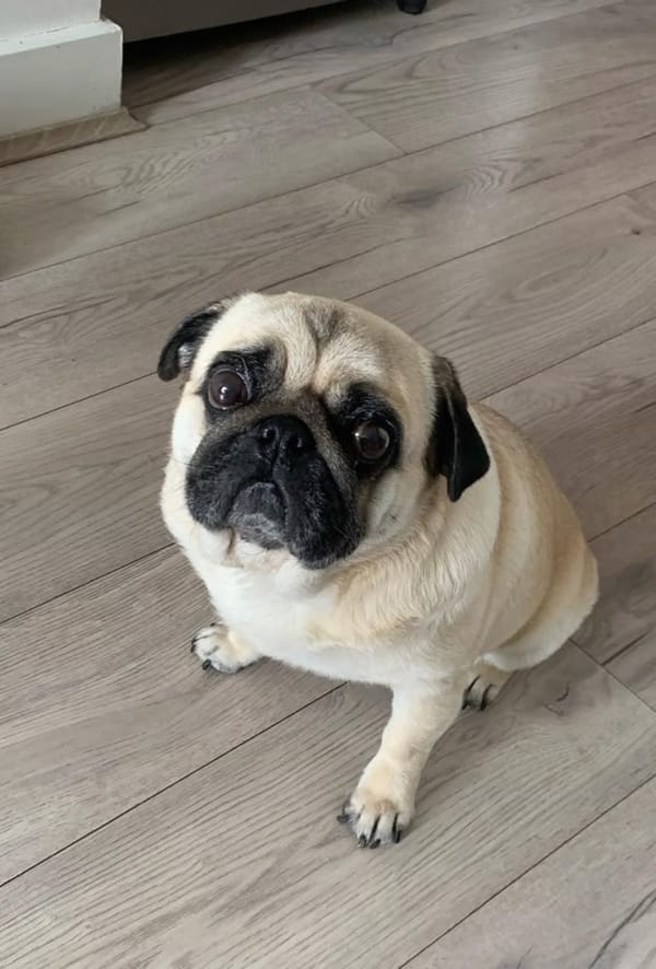 🐶❤️🐶 It's a pug party!!! 🐶❤️🐶 