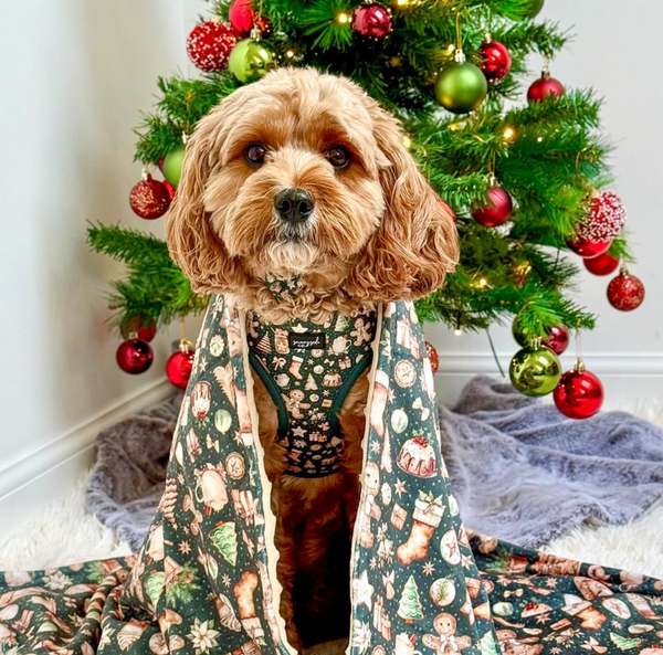 🐶❤️🐶 It's beginning to look like Christmas for Bailey! 🐶❤️🐶  (1)