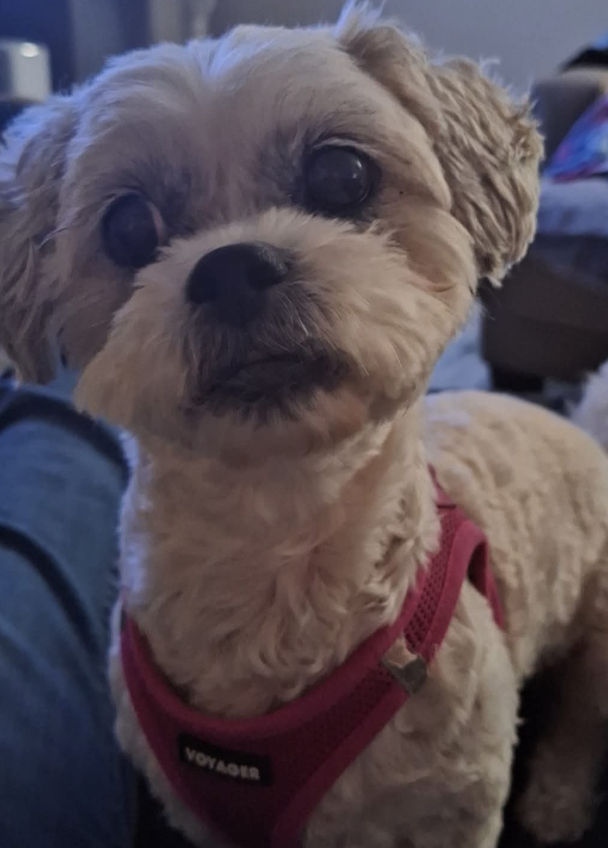 🐶❤️🐶 What is the 7-7-7 rule for dogs?🐶❤️🐶  