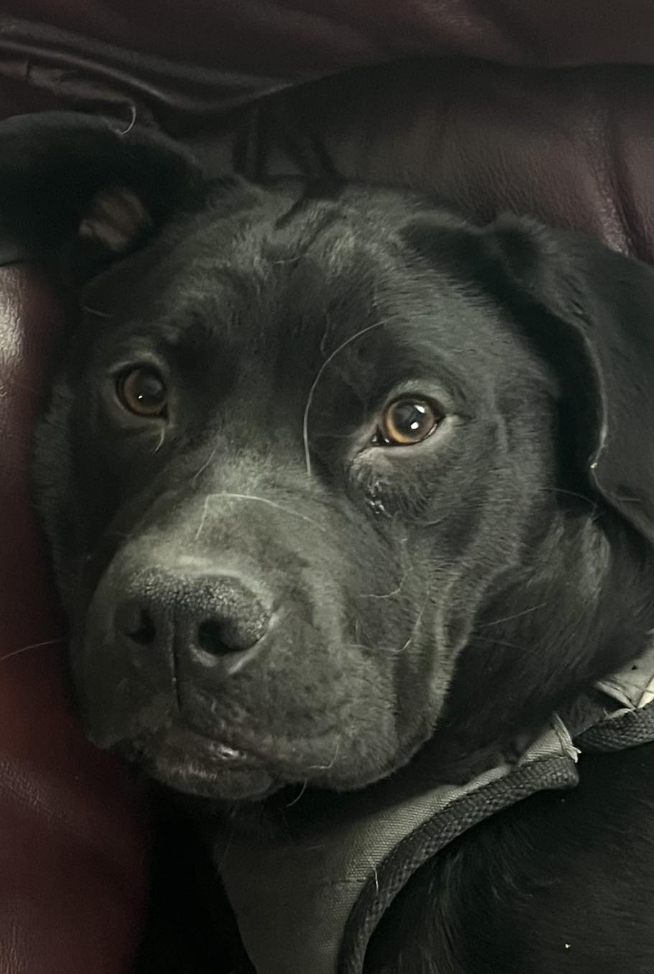 🐶❤️🐶 Can dogs sense bad people? 🐶❤️🐶