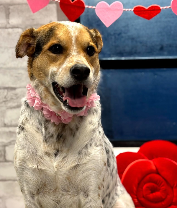 🐶❤️🐶 Why do dogs love peanut butter? 🐶❤️🐶 