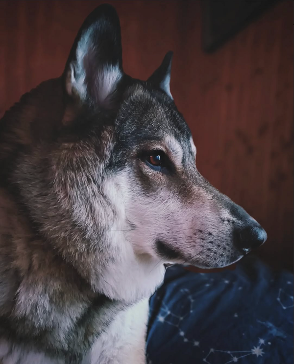 🐶❤️🐶 This is a very handsome pup! 🐶❤️🐶   