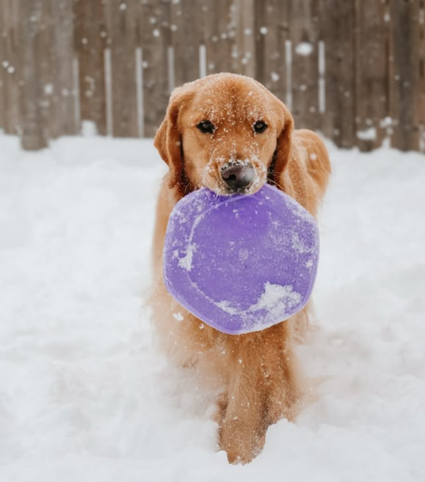 🐶❤️🐶 How do I create a safe backyard for my dog? 🐶❤️🐶  