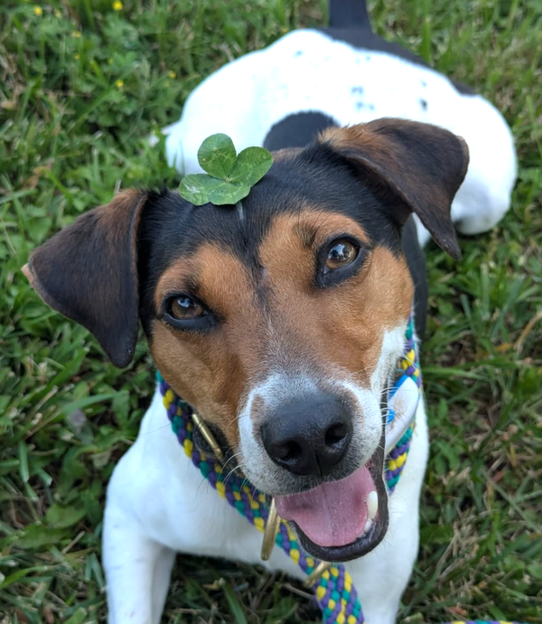 🐶❤️🐶 What are some of the newest dog breeds? 🐶❤️🐶 