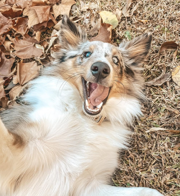 🐶❤️🐶 How to let your pup play in leaves and leave the ticks behind 🐶❤️🐶
