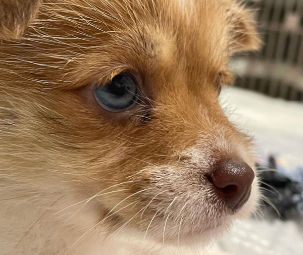 🐶❤️🐶 This pup is deep in thought! 🐶❤️🐶   