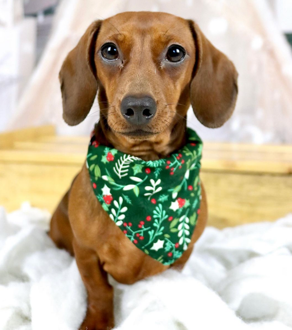 🐶❤️🐶 Happy New Year from this adorable pup! 🐶❤️🐶  
