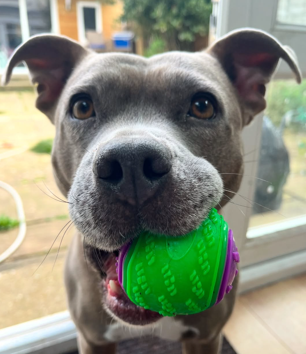 🐶❤️🐶 How can I prevent my dog from getting fleas and ticks? 🐶❤️🐶 