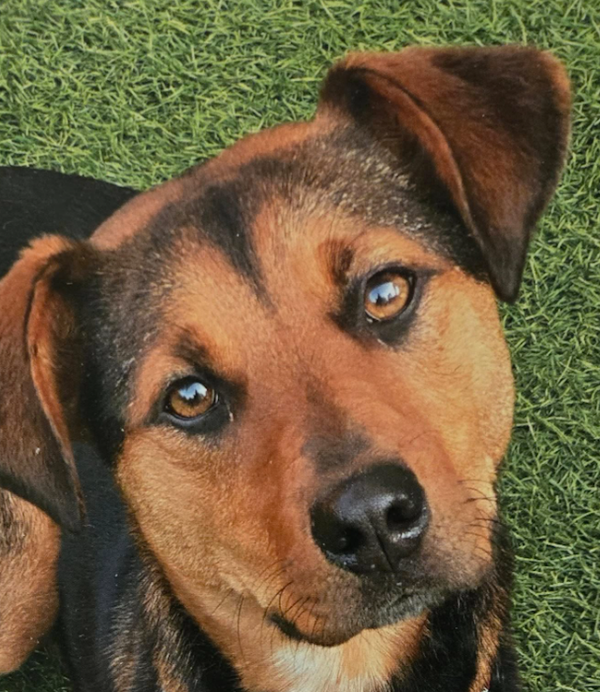 🐶❤️🐶 Sharing Thanksgiving Safely and Mindfully With Your Pup  🐶❤️🐶   