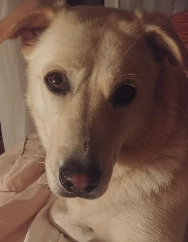 🐶❤️🐶 Why do dogs walk around carrying toys in their mouths? 🐶❤️🐶  