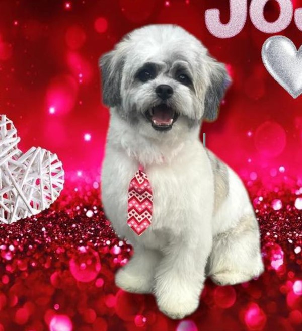 🐶❤️🐶 What colors can dogs see?  🐶❤️🐶 