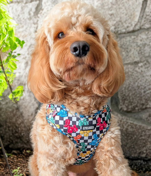 🐶❤️🐶 Why are dogs so excited in the morning? 🐶❤️🐶 