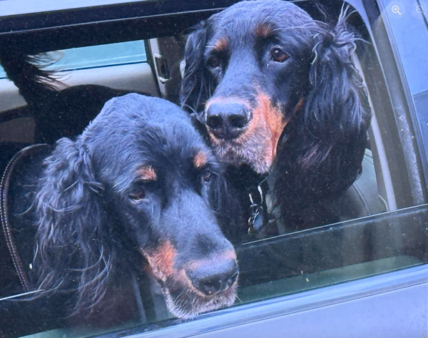 🐶❤️🐶 How to get your pup used to wearing a winter coat  🐶❤️🐶 