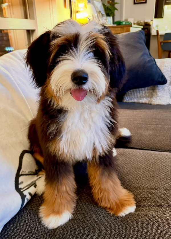 🐶❤️🐶 Are black walnuts poisonous to dogs? 🐶❤️🐶