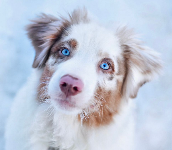 🐶❤️🐶 Skye Wishes You The Happiest Of Holidays! 🐶❤️🐶 