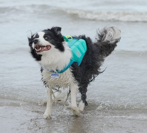 🐶❤️🐶 How hot is pavement on dog paws? 🐶❤️🐶