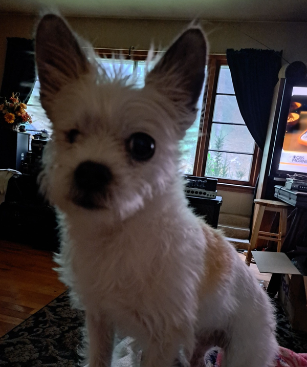 🐶❤️🐶 Why Do Dogs Lick Other Dogs' Ears? 🐶❤️🐶 