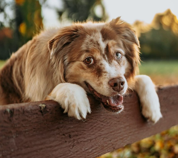 🐶❤️🐶 This dog is a very good boy! 🐶❤️🐶 