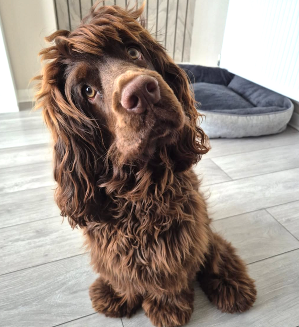 🐶❤️🐶 Do dogs do things out of spite? 🐶❤️🐶 