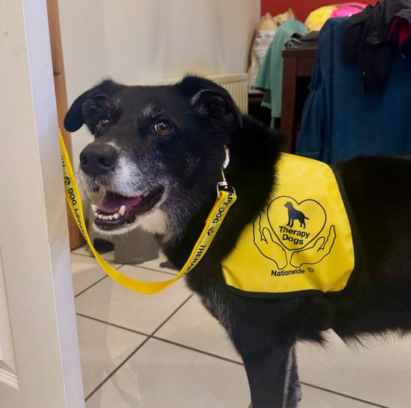 🐶❤️🐶 What is the difference between emotional support and therapy dogs? 🐶❤️🐶