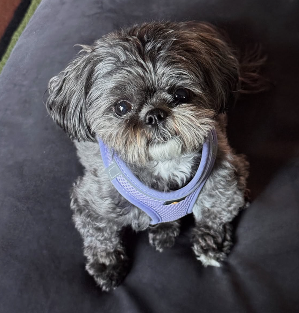 🐶❤️🐶 Why is dog fostering important? 🐶❤️🐶 