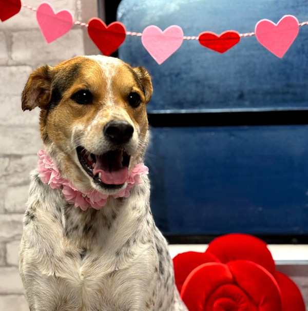 🐶❤️🐶 How to identify your pup's fall allergies 🐶❤️🐶 