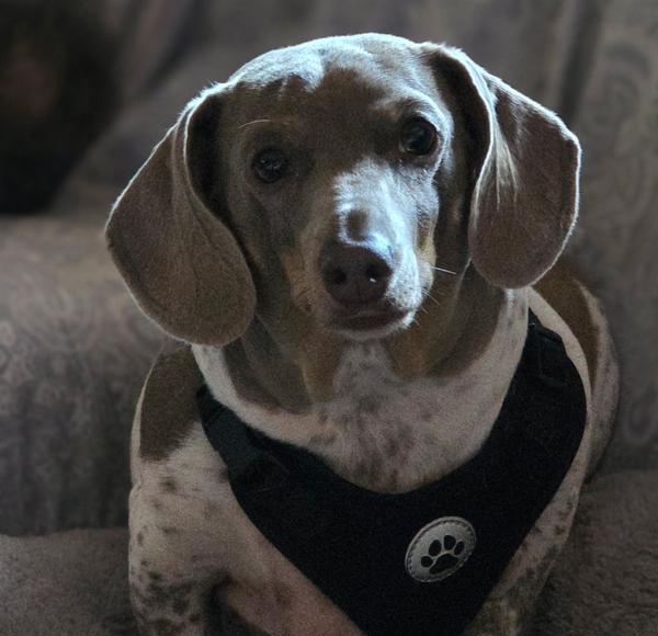 🐶❤️🐶 Gentle games to play with senior pups  🐶❤️🐶