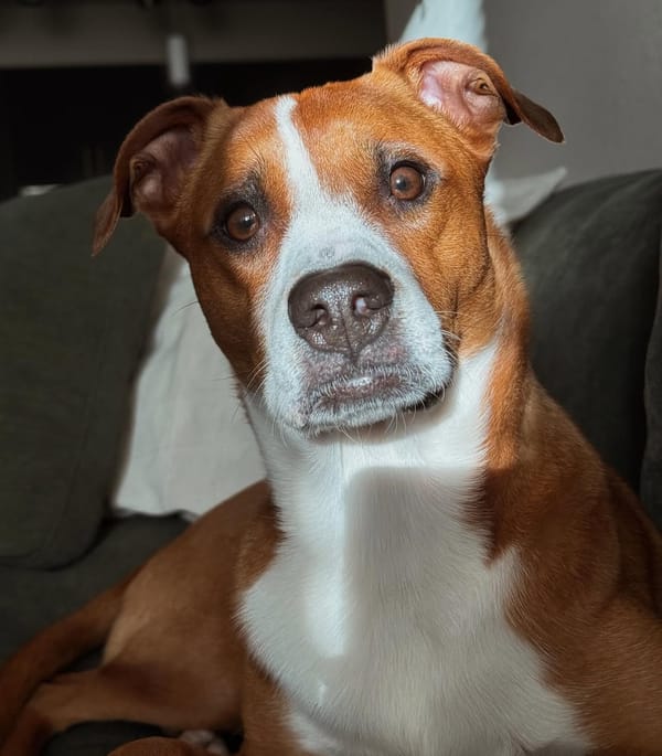 🐶❤️🐶 Do dogs have a favorite person? 🐶❤️🐶 