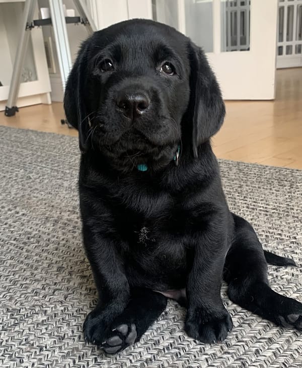 🐶❤️🐶 Do puppies make senior dogs feel young again? 🐶❤️🐶 