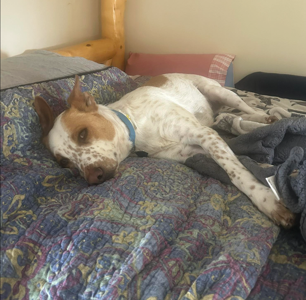 🐶❤️🐶 Do dogs get bored? 🐶❤️🐶