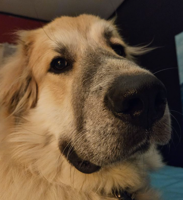 🐶❤️🐶 Do dogs need nightlights?🐶❤️🐶 