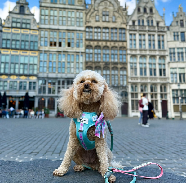 🐶❤️🐶 What Are the Most Popular Dogs for City Living? 🐶❤️🐶 