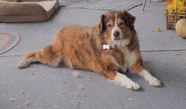 🐶❤️🐶 Why do dogs rub their face and then lick their paws? 🐶❤️🐶 