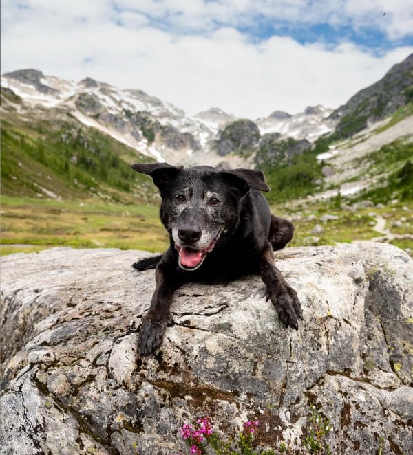 🐶❤️🐶 What are some common behavioral changes in older dogs? 🐶❤️🐶 