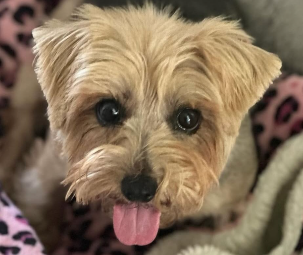 🐶❤️🐶 This dog has been a very good girl! 🐶❤️🐶   