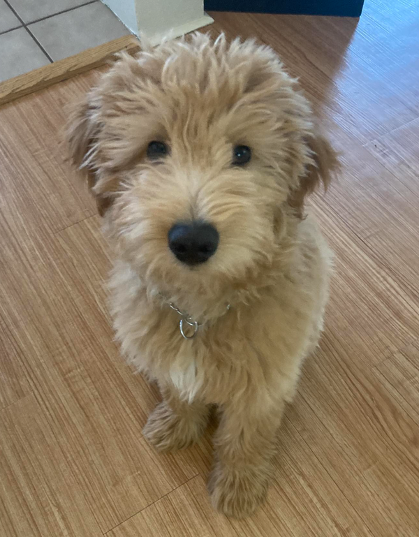 🐶❤️🐶 How to introduce a new dog into your home 🐶❤️🐶 