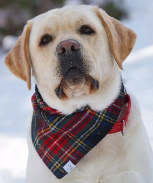 🐶❤️🐶 You have to see Olaf! 🐶❤️🐶