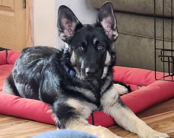 🐶❤️🐶 Why do dogs' teeth chatter when they lick something? 🐶❤️🐶 