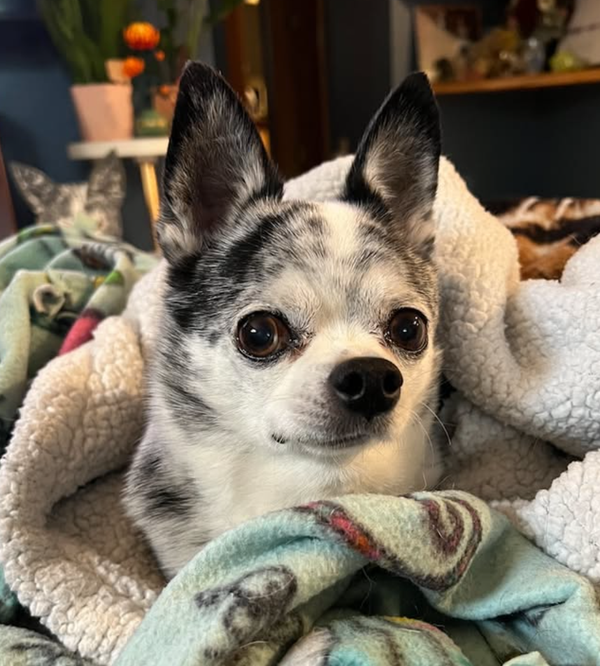 🐶❤️🐶 How are human pacemakers saving dogs? 🐶❤️🐶  