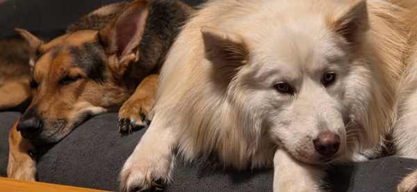 🐶❤️🐶 How much language can dogs understand? 🐶❤️🐶