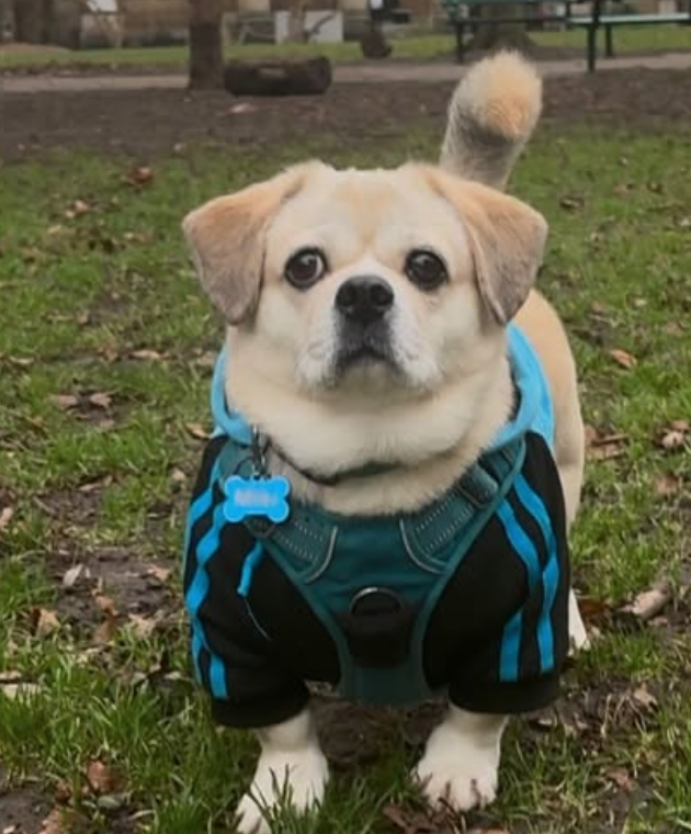 🐶❤️🐶 How do I help my dog during seasonal changes? 🐶❤️🐶 